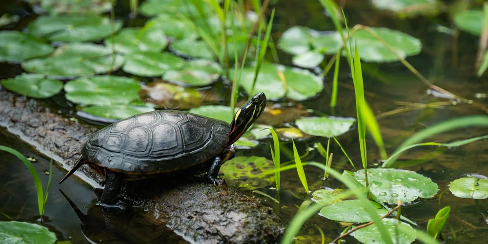 A freshwater turtle perched on a log at the edge of a pond, surrounded by floating lily pads and slender aquatic plants.