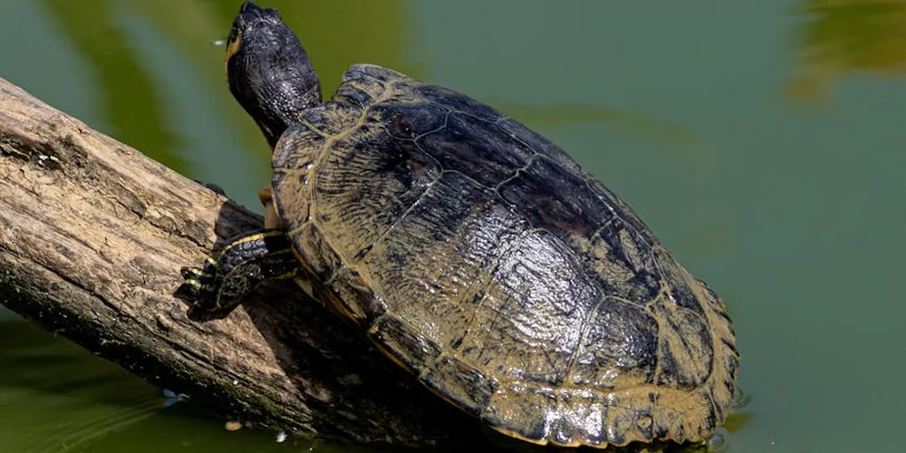 Pet turtle perched on a log above a pond, basking