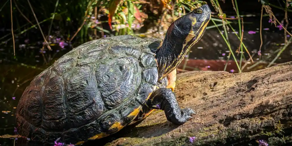 Turtle basking on a sunlit log with water and plants nearby