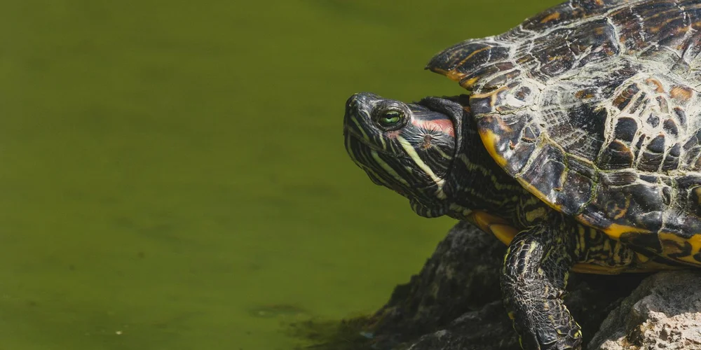 Close-up of a dark freshwater turtle perched on a rock above green water, displaying striped head markings and a patterned shell.