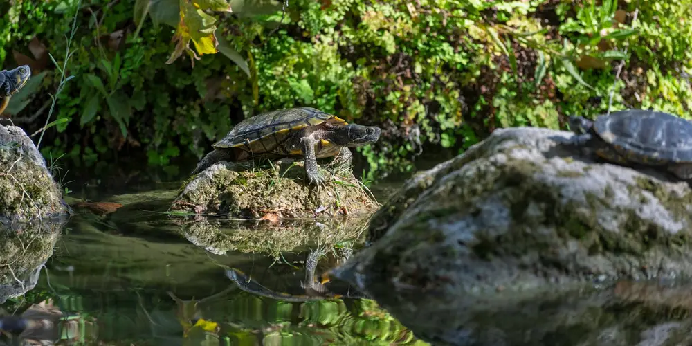How to Create the Perfect Basking Area for Your Aquatic Turtle