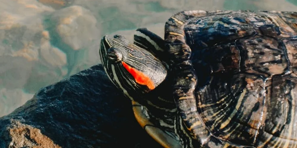 Red-eared slider turtle basking on a rock by the water