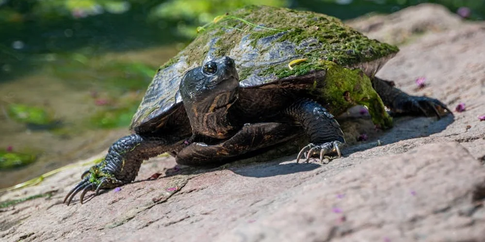 Pet turtle basking on a sun-warmed rock near water, with moss on its shell and its limbs extended to dry.