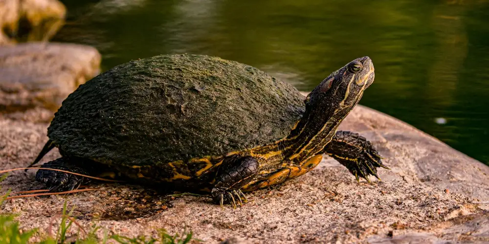 A turtle basking on a sun-warmed rock beside a calm pond