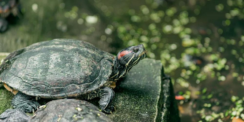 Two turtles basking on a mossy rock with a lush green background, illustrating a potential basking area for a turtle pond.