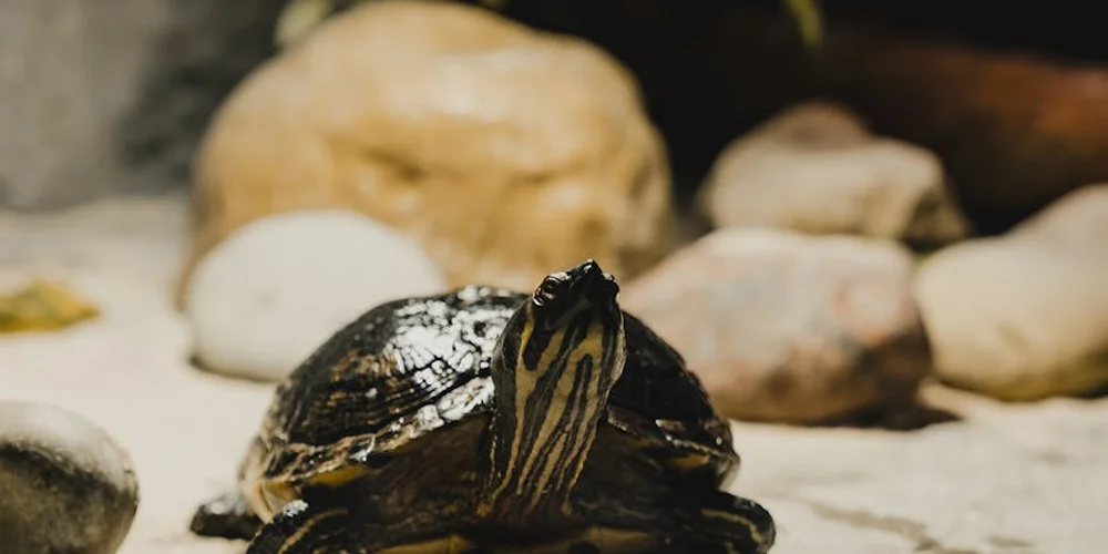 Close-up of a basking turtle with striped neck resting on a sandy surface among rocks