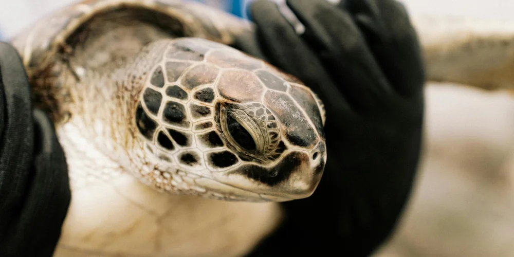 Close-up of a turtle's head being gently held by gloved hands, illustrating a hands-on examination for body condition scoring.