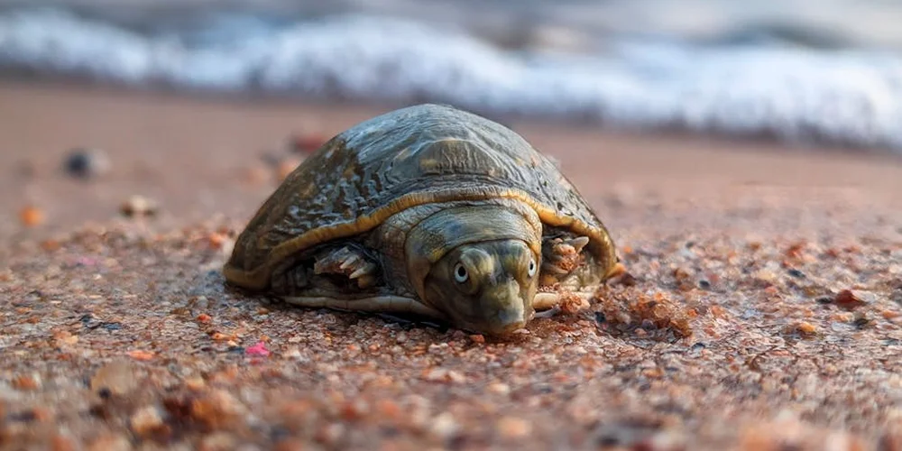 Close-up of a small turtle on a sandy beach, facing the camera.