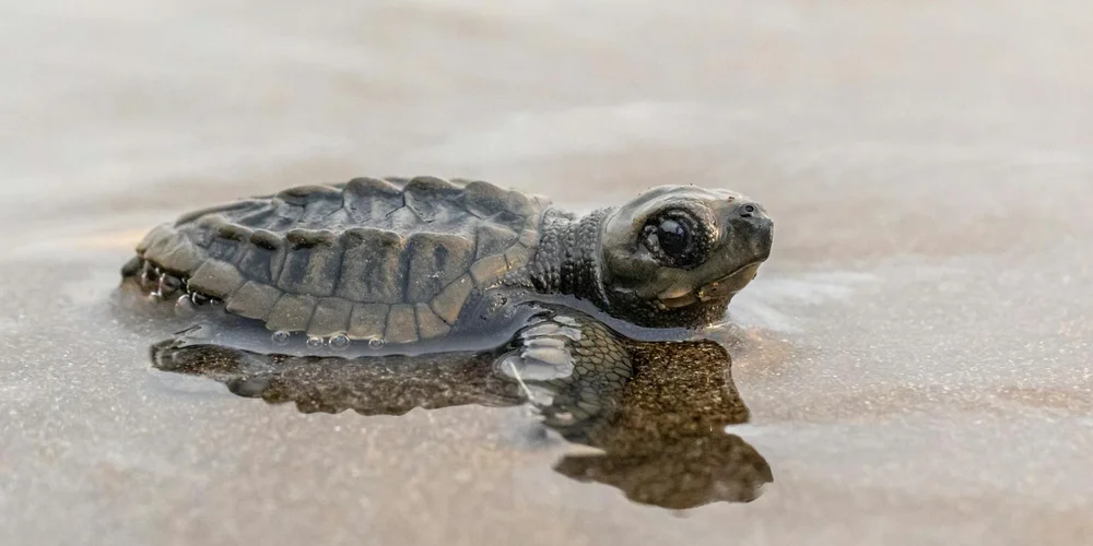 A small sea turtle hatchling on a sandy beach near the water, looking toward the camera.