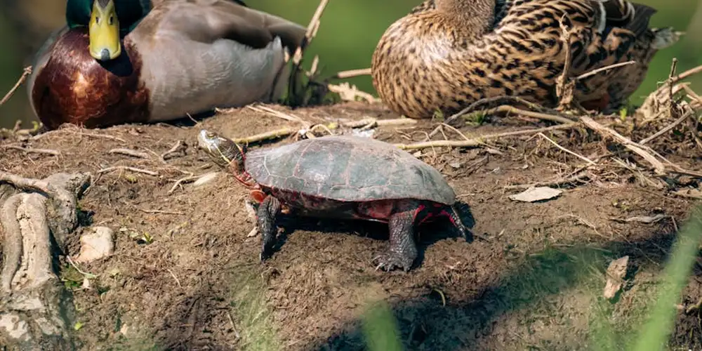 A small turtle walking on dirt with a duck in the background.