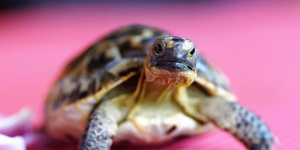 Close-up of a small turtle facing the camera, highlighting its keratin beak against a pink background.