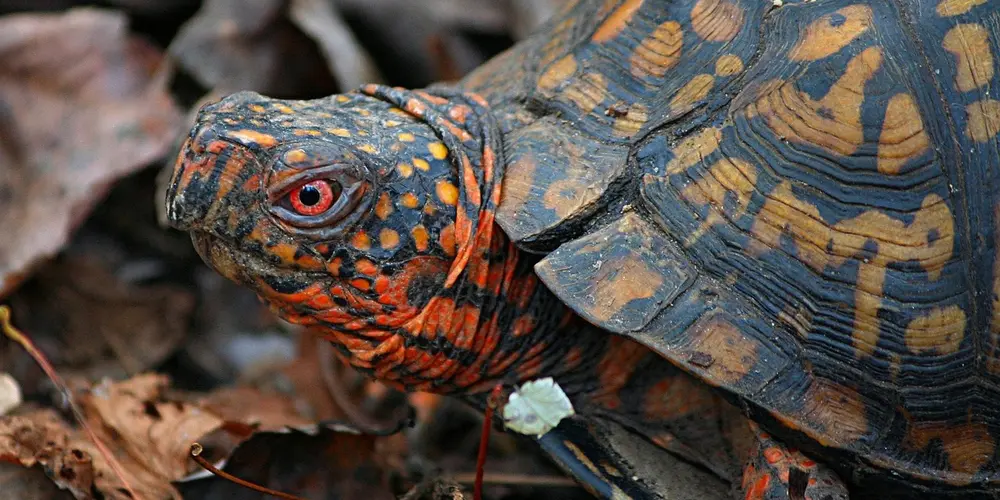 Close-up of a patterned pet turtle among leaves, showing bright orange markings on its head and a domed shell with intricate patterns.
