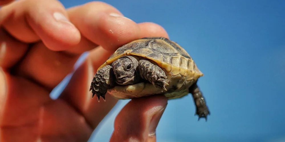 Where to Buy a Pet Turtle: A Guide to Responsible Acquisition