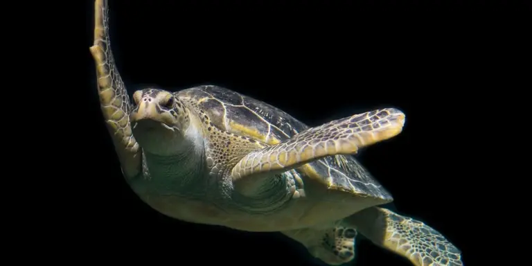 A sea turtle with one flipper raised, swimming against a black background.
