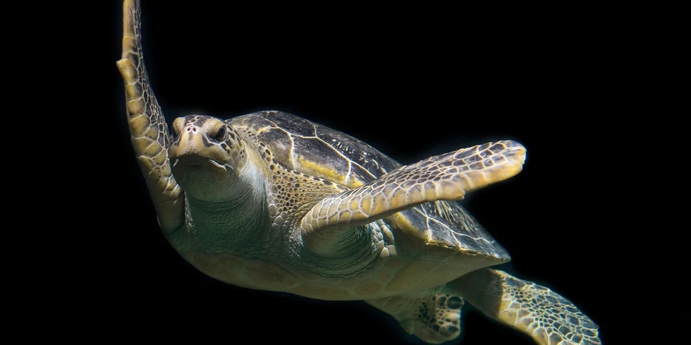 Why Do Turtles React Aggressively to Black Objects?