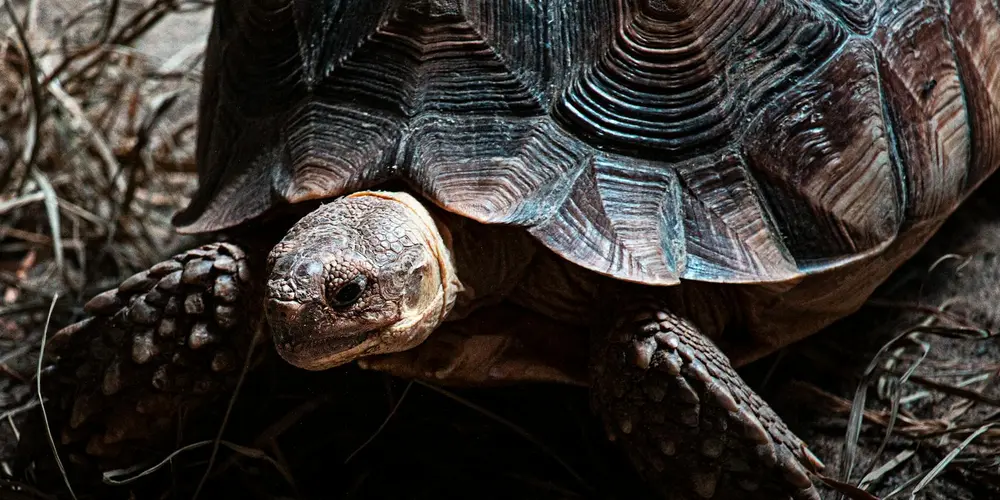 Close-up of a turtle showing its textured shell and head, highlighting natural coloration.