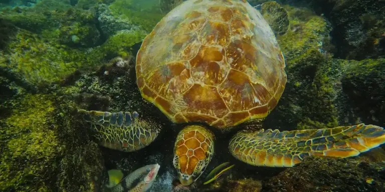 Sea turtle on a rocky, moss-covered seabed with a patterned shell and outstretched flippers.