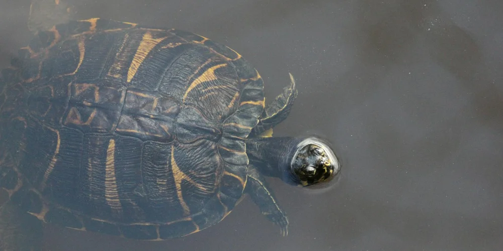 Close-up of a turtle underwater, showing its shell with yellow markings and a small head peeking near the surface.