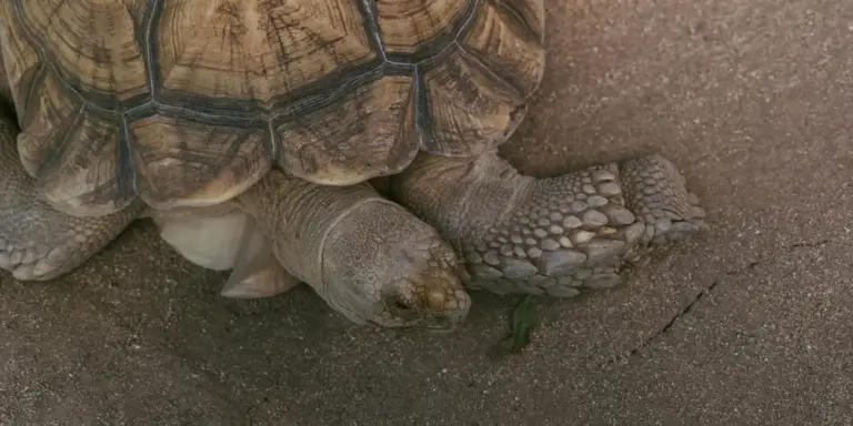 Close-up of a land turtle on sandy ground with its head tucked into its shell, showing textured shell pattern.