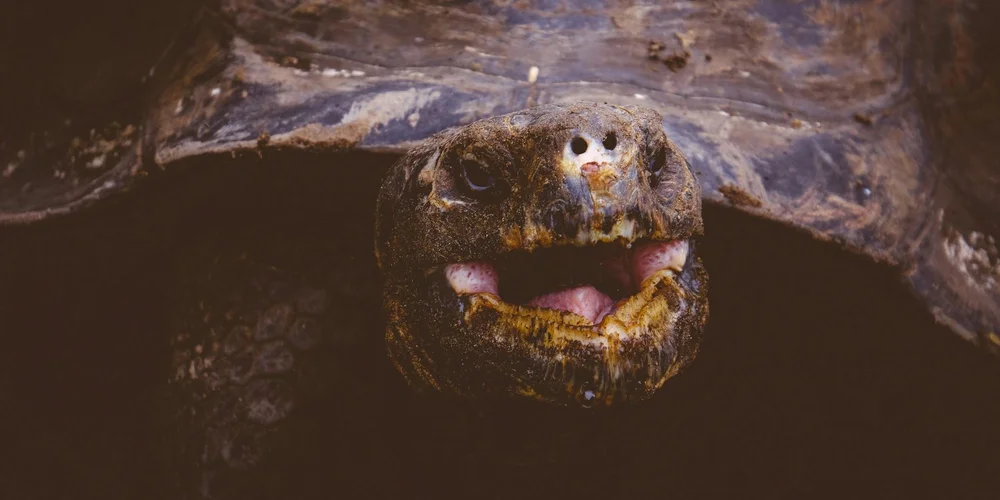 Close-up of a turtle's head peeking out from a dark burrow-like shelter.