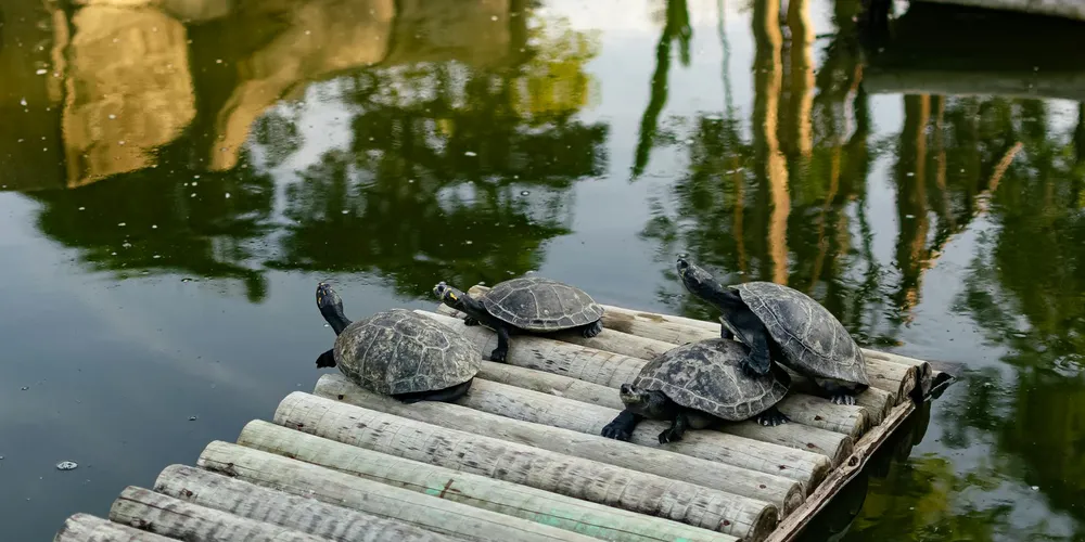Several small turtles perched on a wooden raft drifting on a calm pond, with tree reflections on the water.