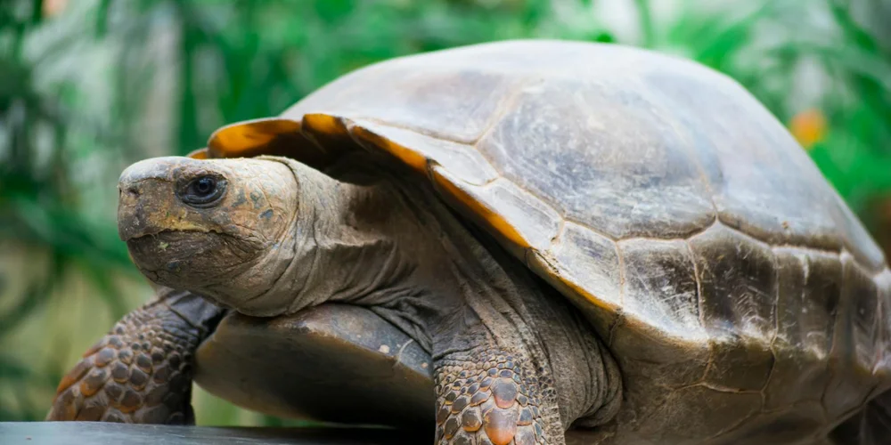 A close-up of a turtle resting on a green, natural background, illustrating a calm brumation-ready state.