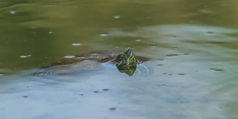 A small turtle swimming on the surface of a calm, greenish-blue body of water.