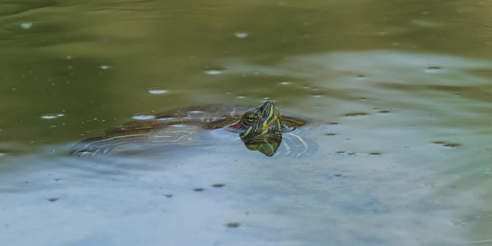 Cheapest Pet Turtles to Own: A Budget-Friendly Guide