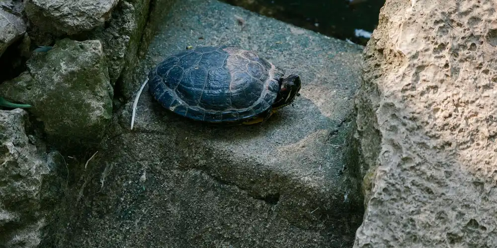 Small turtle resting on a dark rock in a rocky enclosure.