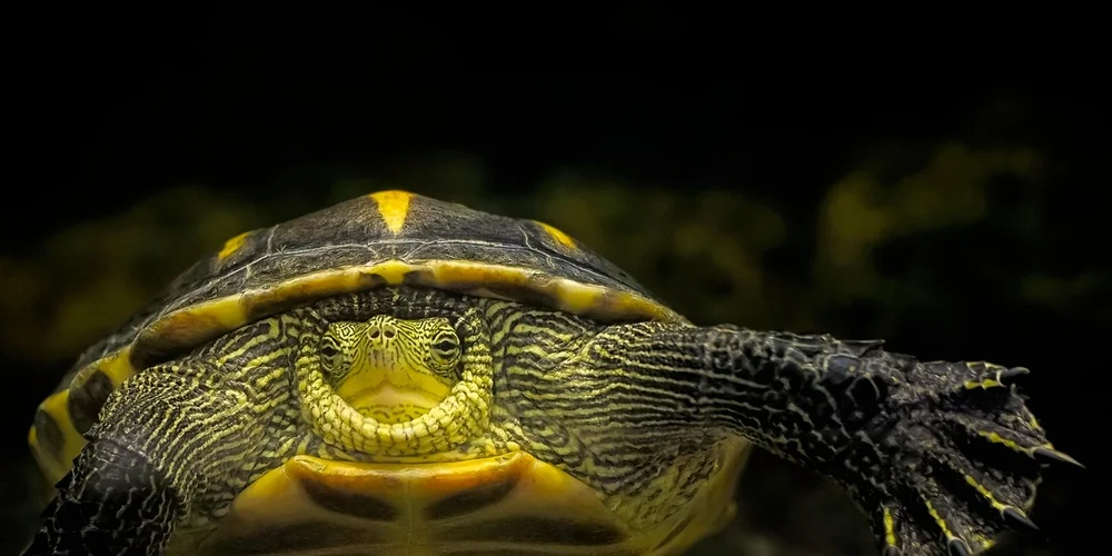 Close-up of a turtle with a mottled yellow and dark shell and patterned skin, blending into a shadowy background.