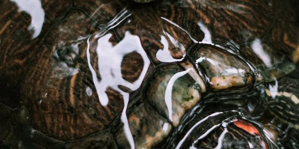 Two aquatic turtles in a tank, illustrating daily care considerations for water-loving species.