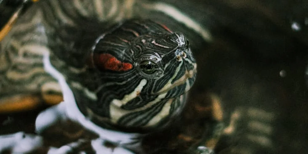 Close-up of a turtle's head with green skin and yellow stripes, and a reddish patch near the ear.