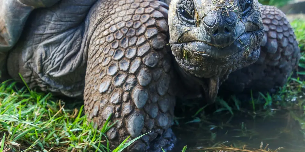Close-up of a turtle resting on grass near a small body of water, showing a textured shell and rugged skin.