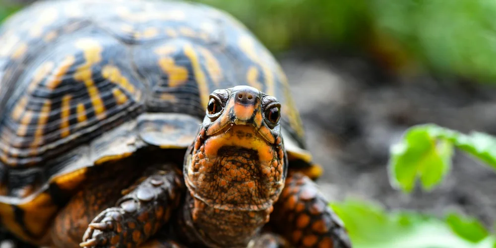 Close-up of a small pet turtle facing the camera, showing a textured shell and orange markings around the head.