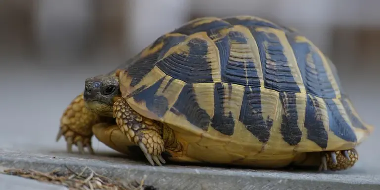 Close-up of a turtle walking on a light-colored surface
