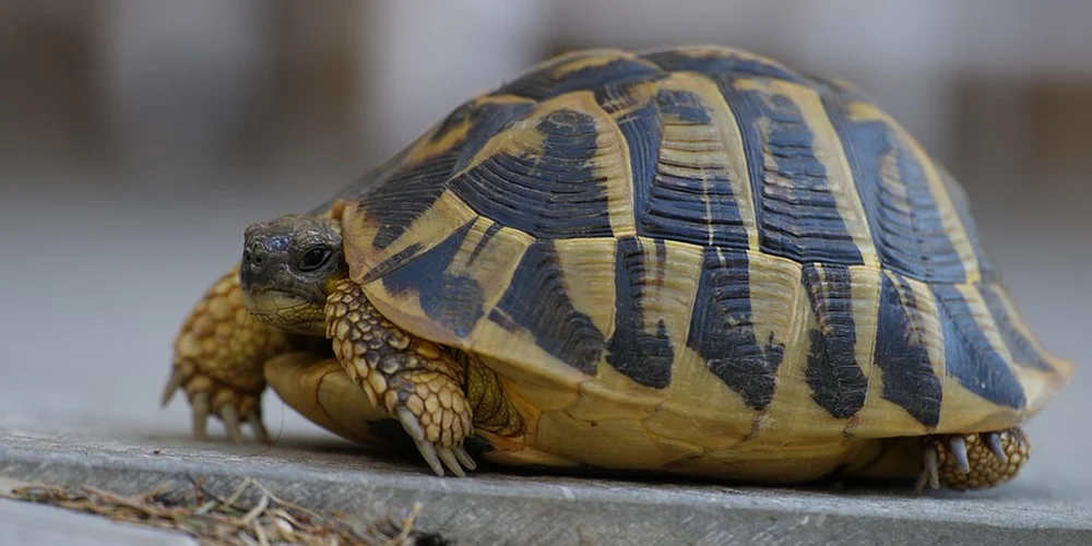 What Is a Group of Turtles Called?