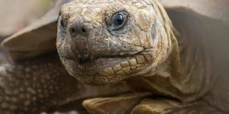Close-up of a turtle's face with textured brown skin and dark eyes.