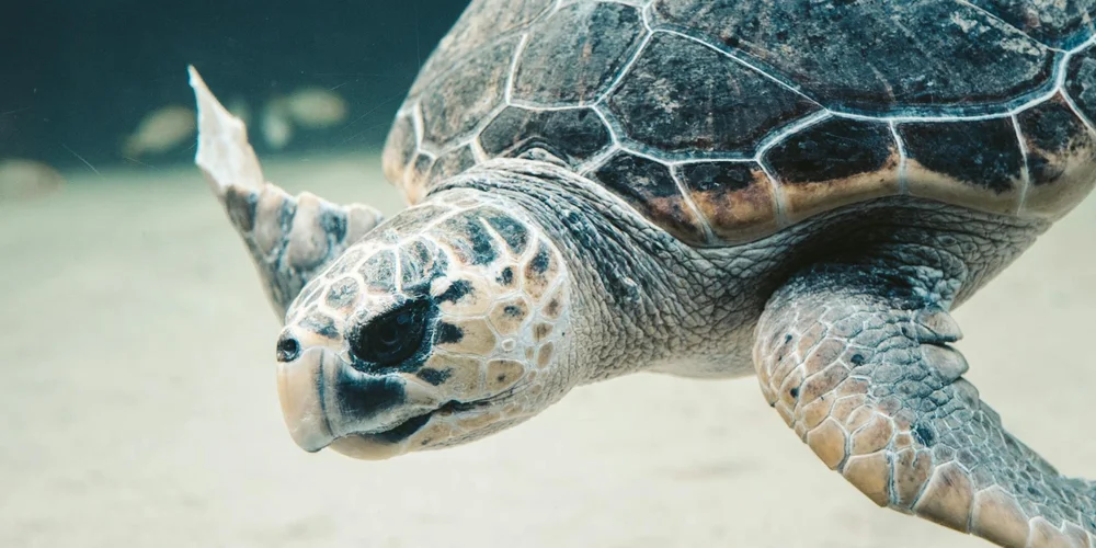 Close-up of a turtle underwater, showing detailed shell pattern and front flippers.