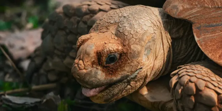 Close-up of a brown tortoise with textured, rugged skin and a partially visible shell.