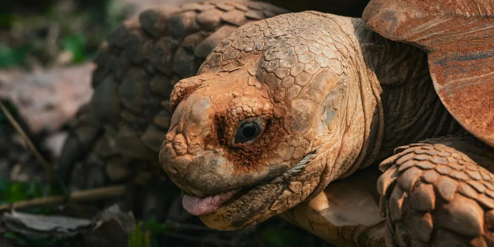 Are Different Turtle Species Aggressive?
