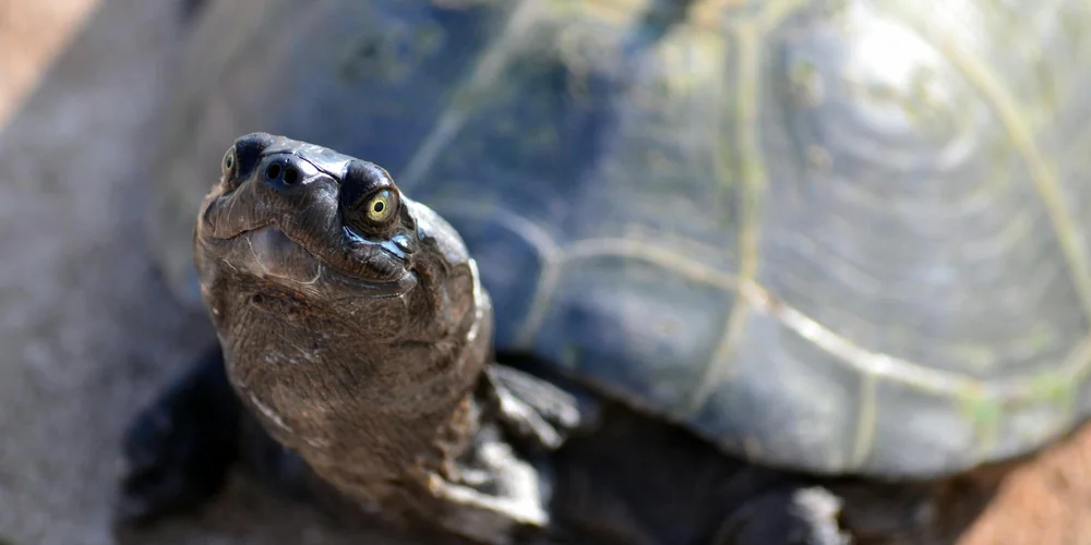 Are Turtles Intelligent and Smart Animals?