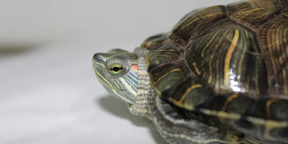 Close-up of a small pet turtle with striped head and patterned shell on a pale background.