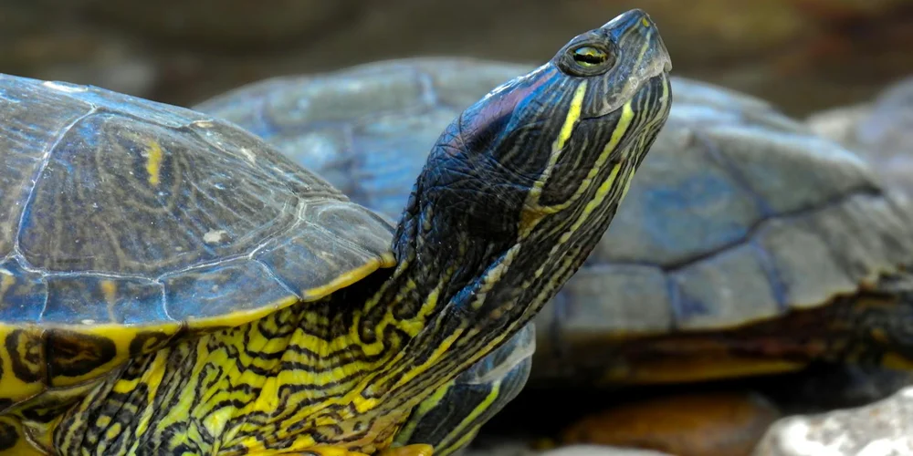 Close-up of a striped pet turtle with yellow markings on its neck and shell, basking.