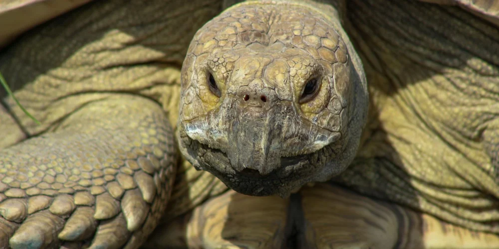 Close-up of a turtle's head and front body showing textured scales and a rough shell.