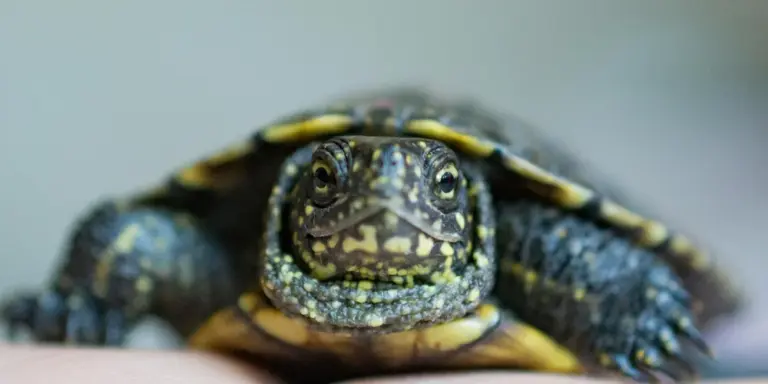 Close-up of a pet turtle's face and shell, showing textured scales and dark, patterned markings.