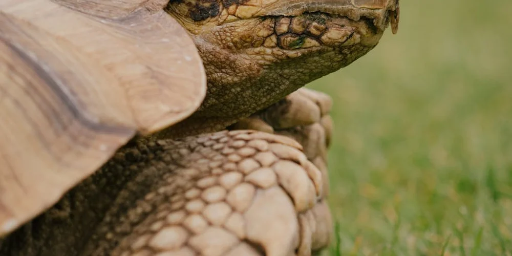 Close-up side view of a turtle's head and shell on grass, showing textured scales and rugged skin.