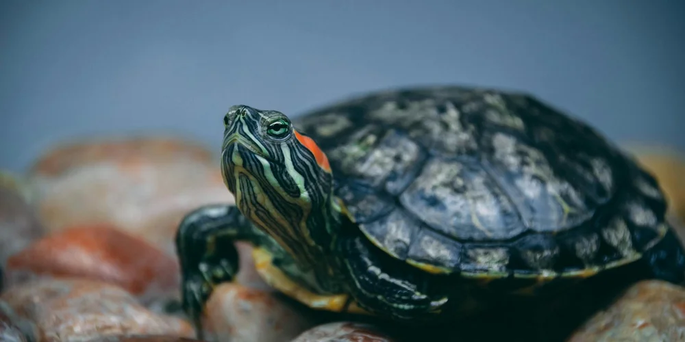 Close-up of a striped-headed turtle resting on smooth rocks