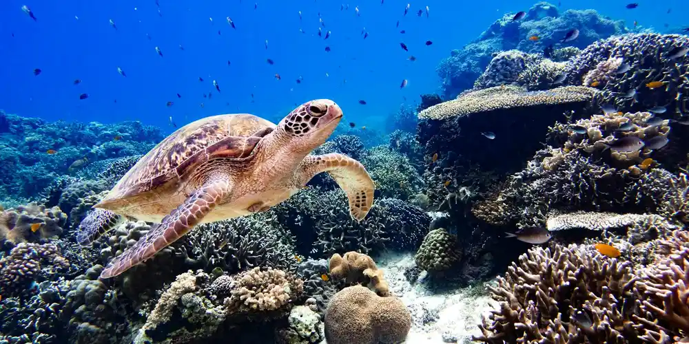 Sea turtle swimming above a vibrant coral reef in clear blue water.