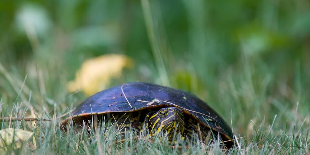 Close-up of a dark turtle on grass, showing a smooth shell with subtle yellow markings around the neck.