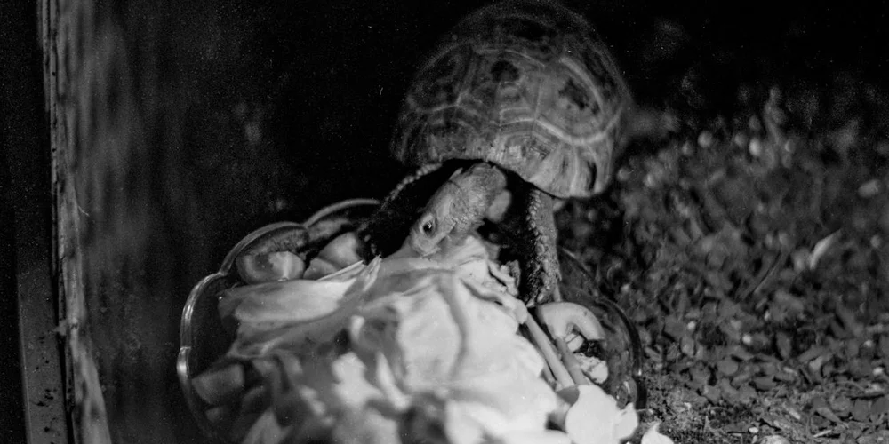 Close-up of a turtle with its shell visible, photographed in a simple outdoor setting to illustrate care and welfare considerations for pet turtles.